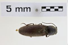 Foto (Dorsalansicht) von Hemicrepidius tartarus (NHMW-ZOO-COL-0008955)